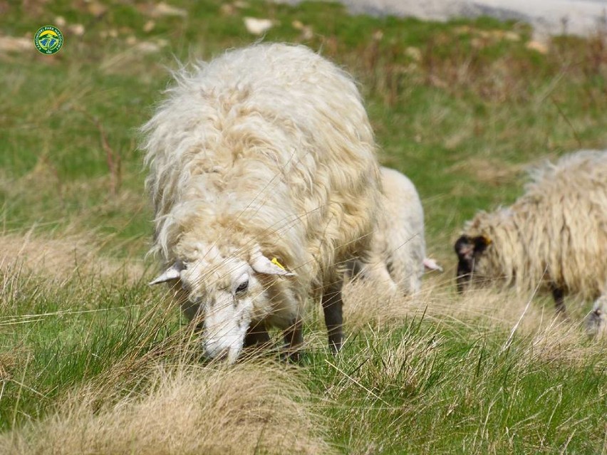 owce w świeradowie zdorju