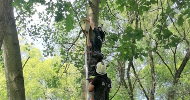 Na drzewach w parku Pojednania Narodów na Kamieńcu w Oświęcimiu druhowie z oświęcimskiej OSP zawiesili budki lęgowe dla ptaków, które zakupiło miasto