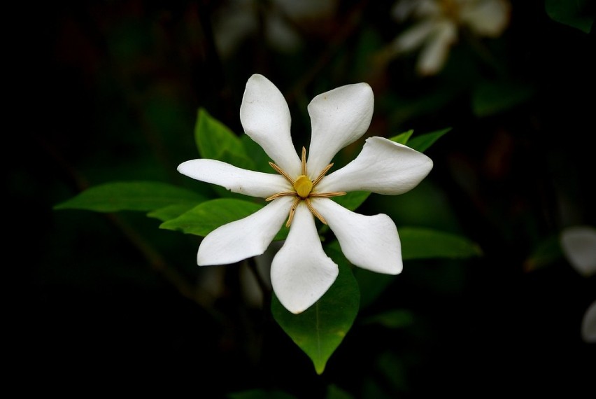 Gardenia jest przepiękną rośliną o bardzo egzotycznych,...