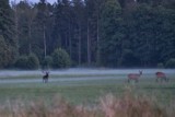 Rykowisko - opowieść o niezwykłym spektaku, który rozgrywa się we wrześniowych lasach 