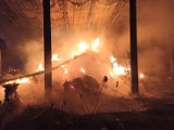 Kilkaset balotów słomy spłonęło w Szembruczku [zdjęcia]