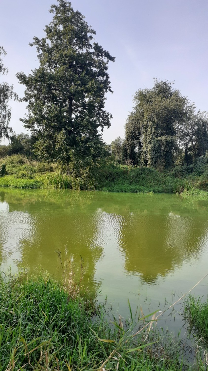 Rzeka Prosna zrobiła się zielona