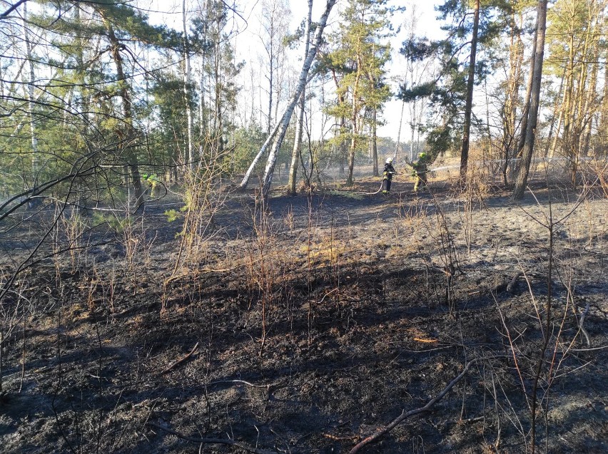 Pożar trawy i lasu w Kozubach i Żaglinach w gminie Sędziejowice ZDJĘCIA
