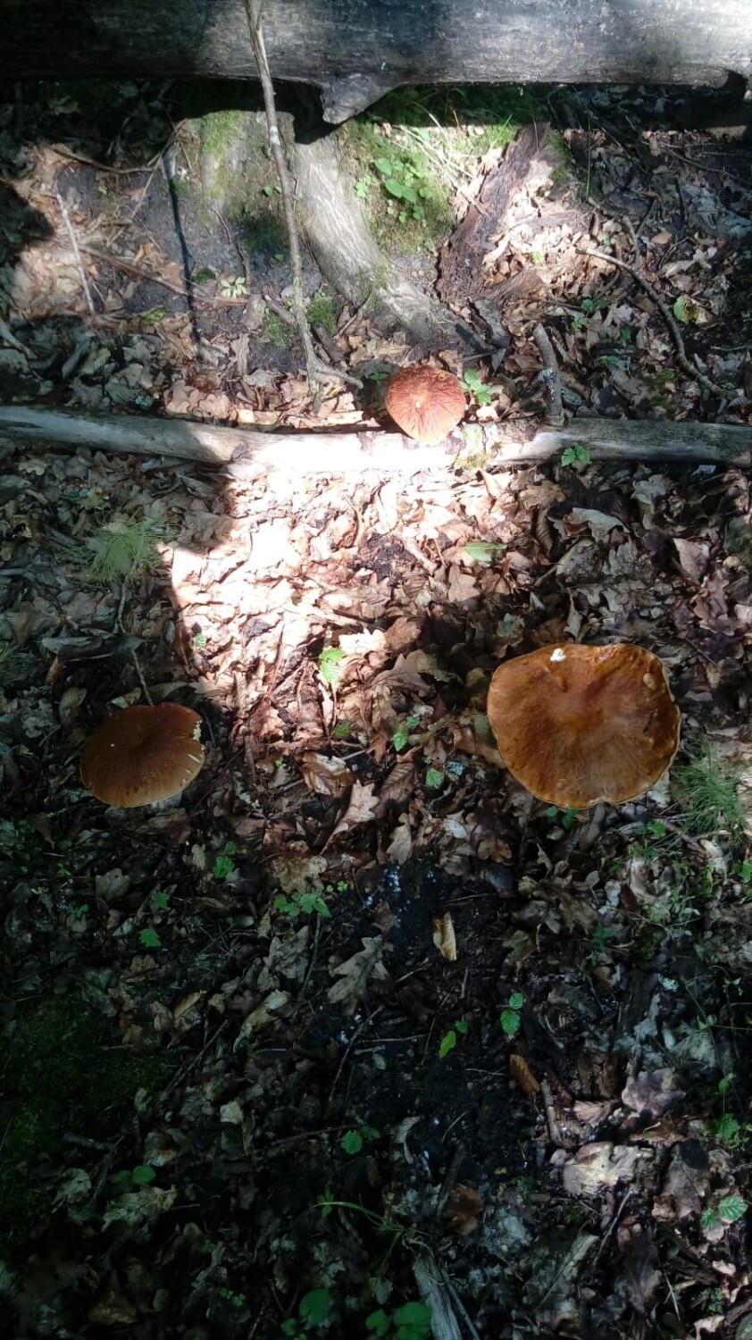 Mamy inauguracyjny letni wysyp grzybów w lasach powiatu szczecineckiego. Są prawdziwki [zdjęcia]