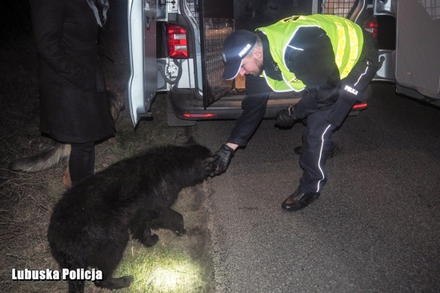 W środę 20 lutego sulęcińscy policjanci dali przykład swojej wrażliwości do zwierząt. Mężczyzna, który zauważył porzucone przy drodze młode owczarki znalazł pomoc u mundurowych, którzy zaopiekowali się psiakami i zapewnili im nocleg.



- Dyżurny sulęcińskiej jednostki otrzymał zgłoszenie o psach błąkających się przy drodze między Boczowem a Lubinem. Z informacji przekazanych przez zgłaszającego wynikało, że są to młode owczarki niemieckie, które najprawdopodobniej zostały porzucone. Mężczyzna przejęty losem zwierząt znalazł pomoc u sulęcińskich policjantów -  wyjaśnia sierż. Klaudia Richter z sulęcińskiej policji.

Mundurowi udali się na miejsce. Na polu, tuż przy drodze znajdowały się trzy przestraszone owczarki. Zwierzęta początkowo były bardzo nieufne. Sporo czasu minęło aż policjantom udało się do nich podejść. Psiaki przekonały się jednak, że nie grozi im krzywda. 

- Owczarki zostały nakarmione, a następnie przewiezione radiowozem do sulęcińskiej jednostki, gdzie spędziły noc w specjalnym kojcu. W czwartek rano okazało się, że losem maluchów prócz sulęcińskich policjantów i zgłaszających, przejęli się także mieszkańcy Lubina, którzy postanowili zapewnić pieskom prawdziwy dom - dodaje sierż. Richter.

Obecnie czworonogi czekają na przyjazd nowych właścicieli. Środowa akcja to dobra lekcja empatii i chęci niesienia pomocy - zarówno przez zgłaszającego problem, jak i przez policjantów.