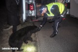 Policjanci pomogli trzem owczarkom niemieckim. Psiaki przewieziono radiowozem na komendę i nakarmiono. Teraz czekają na nowy dom [ZDJĘCIA]