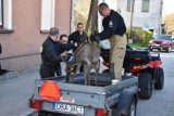 W Mieroszowie uratowali łanię pogryzioną przez wilka! Zdjęcia