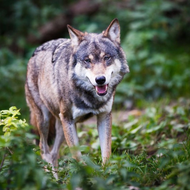 Wilki nagrane przez fotopułapkę