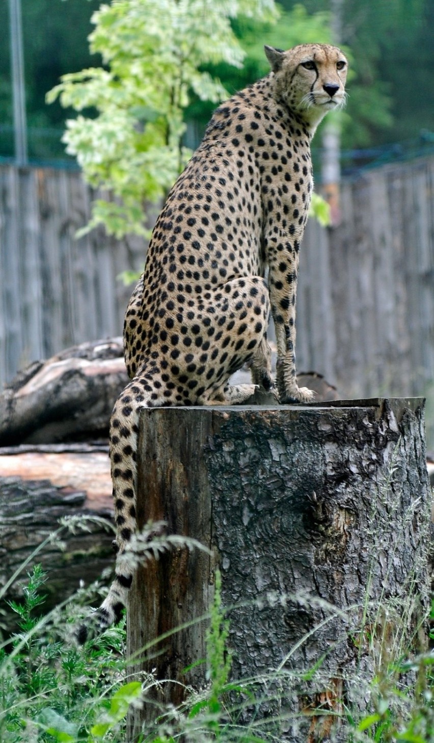 Gepard