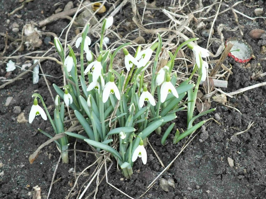 Pierwsze symptomy wiosny w Starachowicach. Widać to w lasach i ogródkach. Zobacz zdjęcia