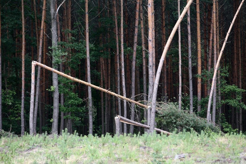 Nawałnica w powiecie piotrkowskim. Zerwane dachy, powalone...