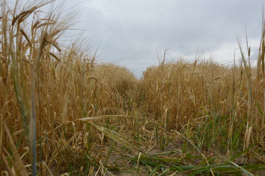 Powiat bełchatowski: Półtora tysiąca rolników zgłosiło straty suszowe