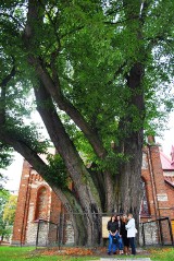Lipa z Cielętnik w finale konkursu na Drzewo Roku 2013
