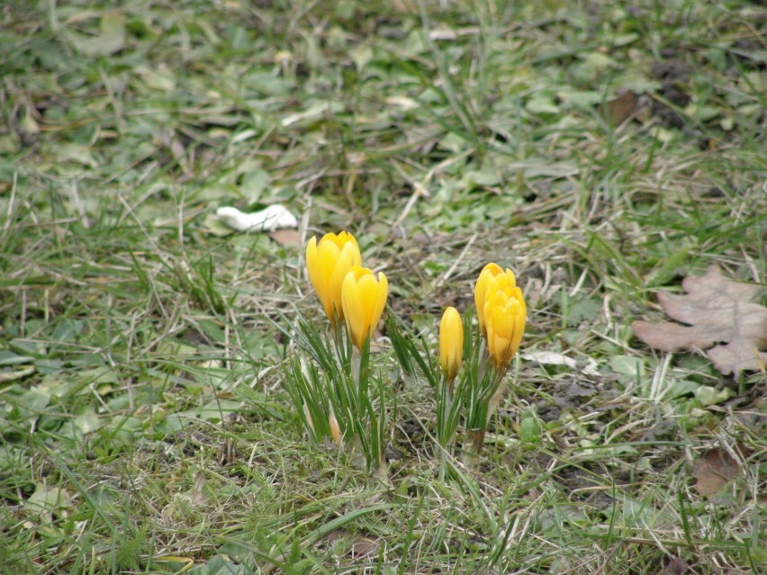 Krokusy. Fot. Witkowski Mariusz