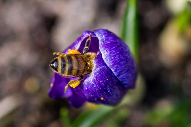 Powrót kwiatów sprawił, że w okolicy ponownie zagościły pszczoły