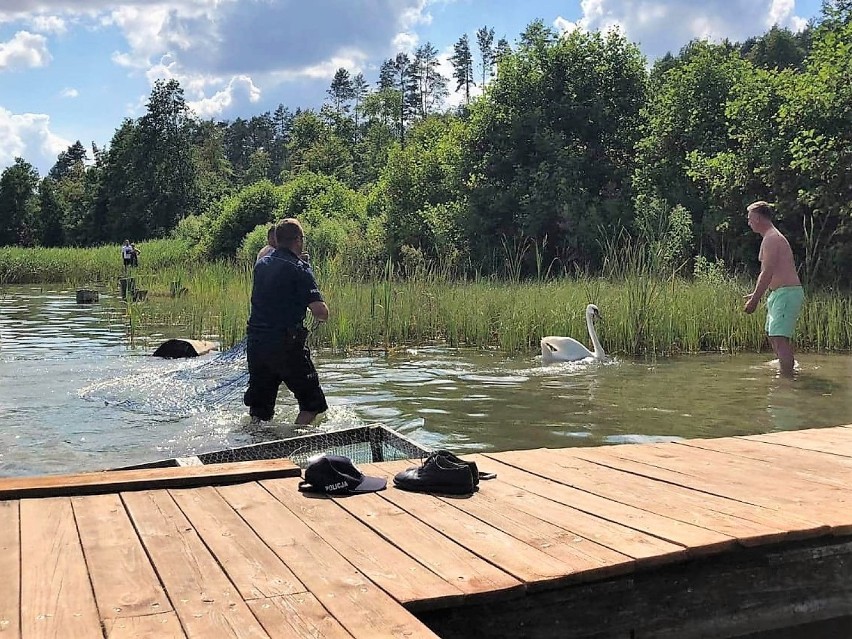 Policjanci z Bytowa ratowali łabędzia, który zaplątał się w żyłkę wędkarską (zdjęcia)