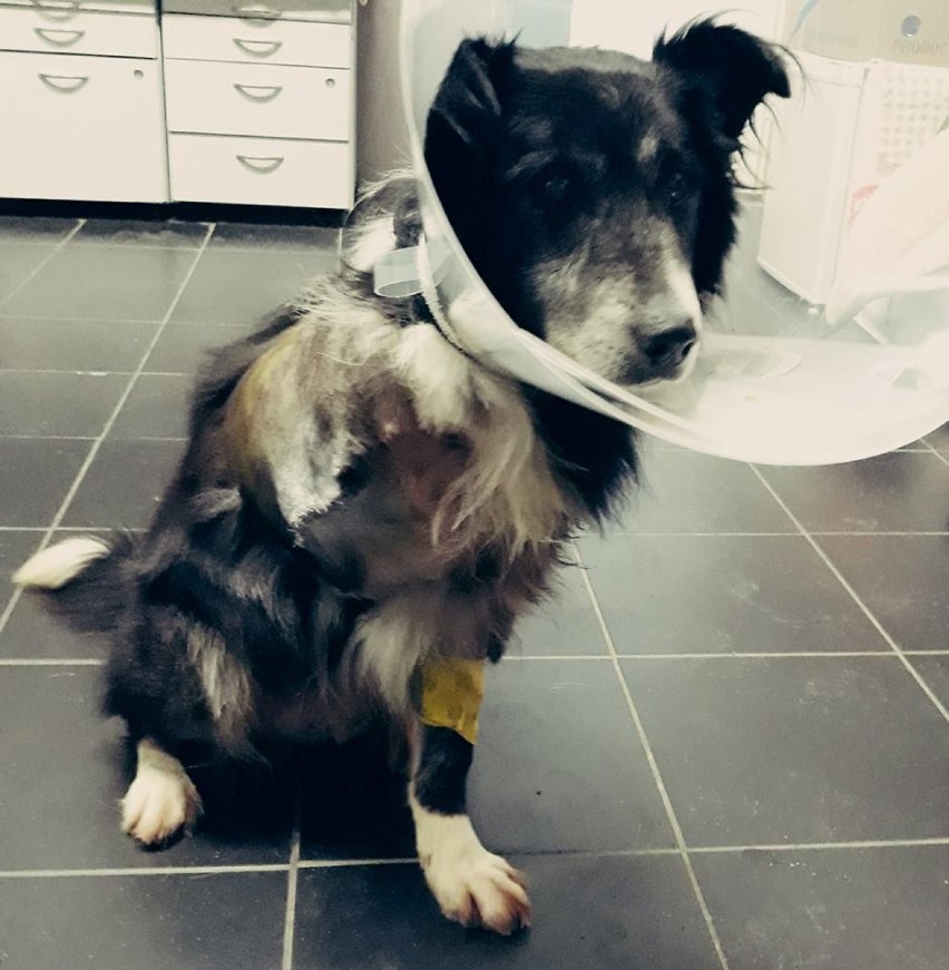Malbork. Ten pies zapłacił amputacją łapy za brak odpowiedniej opieki. Reks prosi o pomoc w sfinansowaniu kosztów operacji
