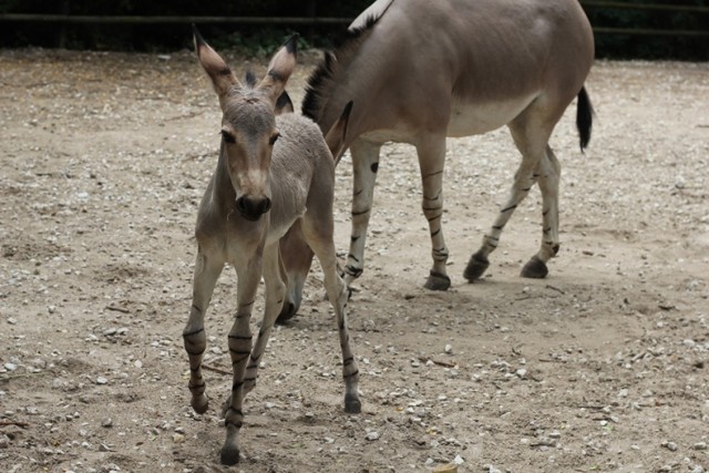 Zoo w Płocku. Osioł somalijski