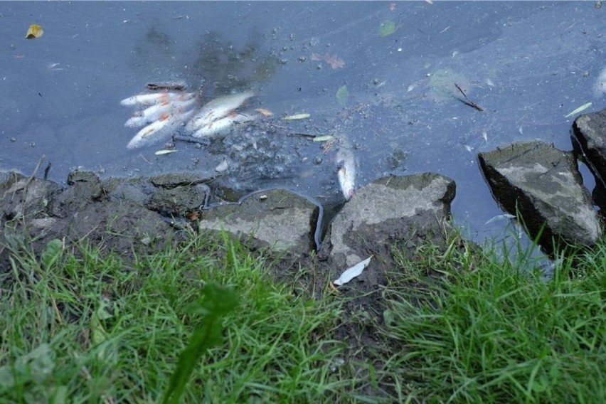 Awaria na zaporze w Otmuchowie. Rzeką znów popłynęły martwe ryby