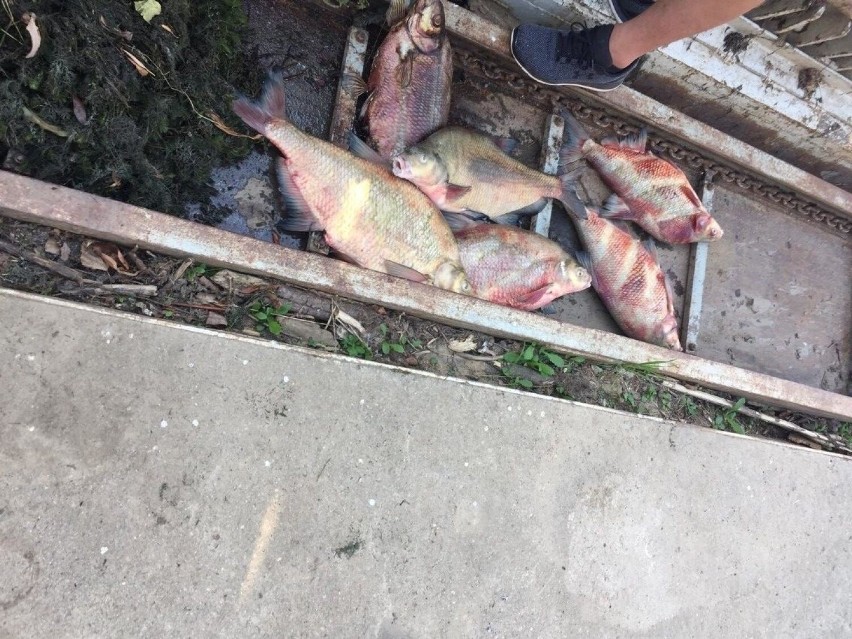 Awaria na zaporze w Otmuchowie. Rzeką znów popłynęły martwe ryby