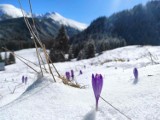 Cudowny dzień w Tatrach. Na Kalatówkach krokusy przebijają się przez świeży śnieg 