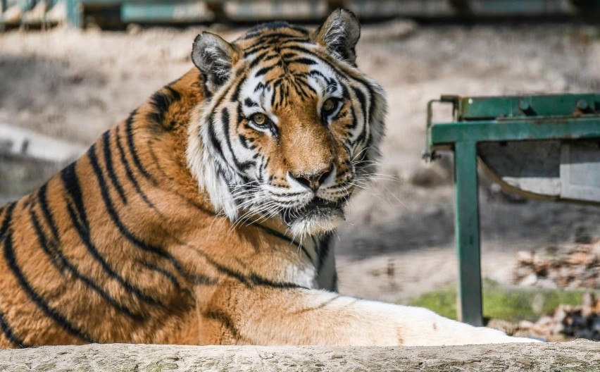 Szczepienia zwierząt na Covid-19. Gdański Ogród Zoologiczny.