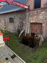 Akcja ratunkowa pod Warszawą. Strażacy uwolnili konia, który wpadł do wodnego zbiornika