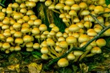 W tajemniczym świecie grzybów, których nie znamy (WIDEO)