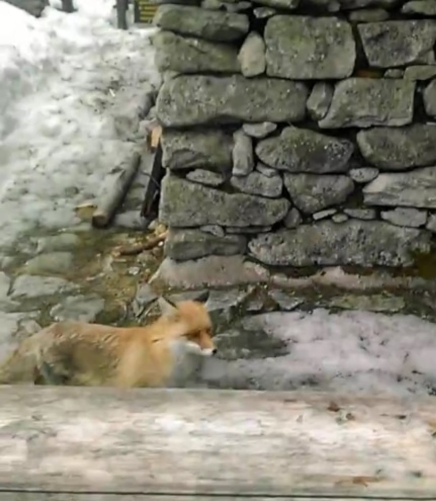 Nowa atrakcja w słowackich Tatrach. Przy jednym ze schronisk mieszka oswojony lis [FILM]
