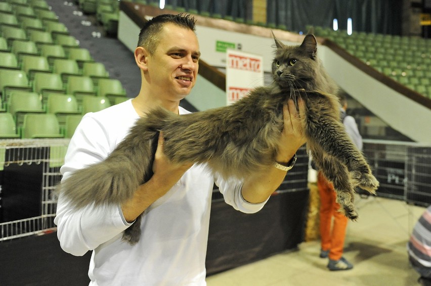 Międzynarodowa Wystawa Kotów Rasowych w Poznaniu