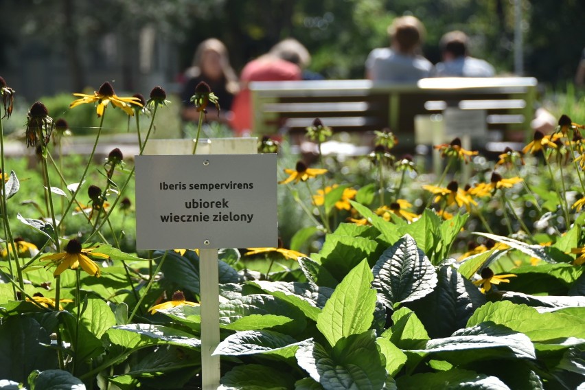 Odtworzono nieistniejący od czasu wojny ogród botaniczny....