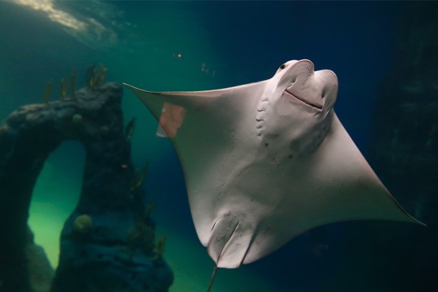 Płaszczki możemy teraz zobaczyć we wrocławskim zoo. Być może niedługo będą one też ozdobą naszego ogrodu.