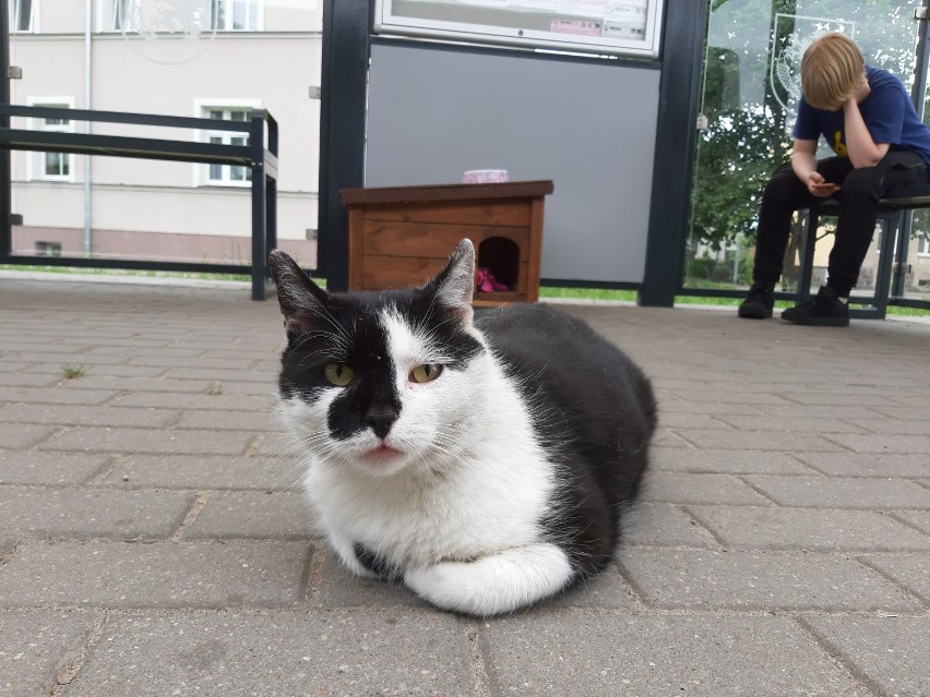 O kocie, który zamieszkał na przystanku