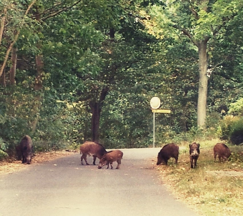 Siedem - dziesięć osobników, dorosłych i młodych, buszuje po...