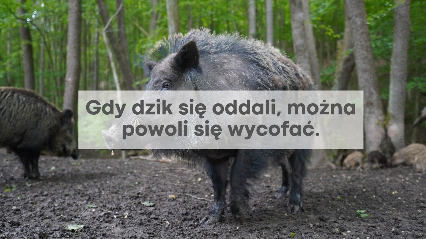 Dzik atakuje, gdy czuje się zagrożony, dlatego najlepiej...