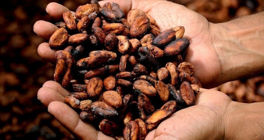 Nasiona kakaowca składają się z około:...