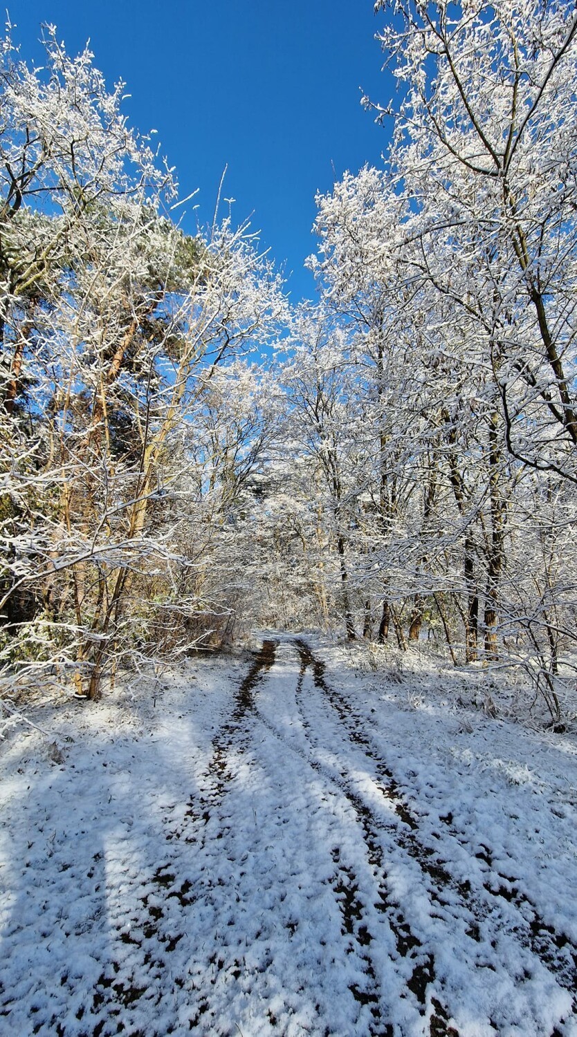Biała zima w Szamotułach! Oto piękne fotografie z powiatu szamotulskiego wykonane przez mieszkańców