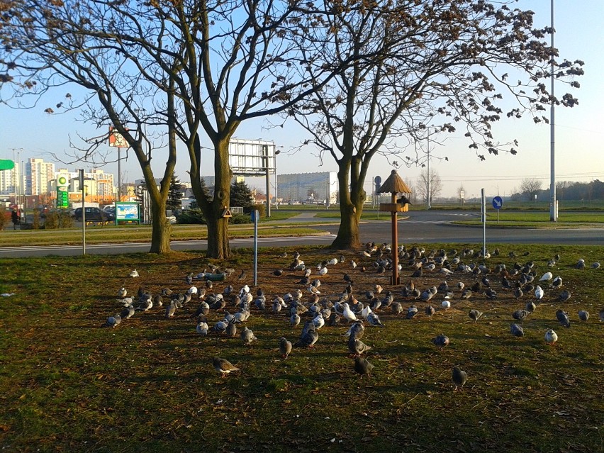 Toruńskie gołębie