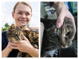 Zagubiona kotka Toffi odnalazła się po sześciu latach. Ledwo żywa, z nabojami w ciele (ZDJĘCIA, WIDEO)