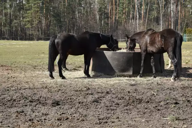 Śląskie Mazury są w Żorach i w gminie Czerwionka-Leszczyny. Rejon Biesa w dzielnicy Rowień i Nowa Wieś w Szczejkowicach kuszą przepięknym krajobrazem