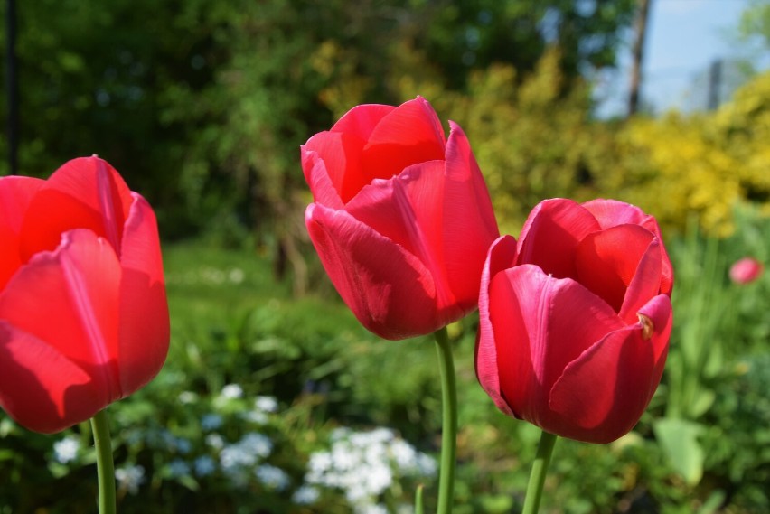 Rzepak, bzy i tulipany. Zobacz jak rozkwita lubelska wieś na wiosnę 