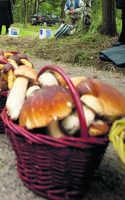 Grzybobrania to okres wzmożonych włamań do aut...