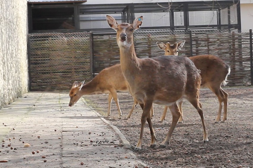 Nie lubi kamery, ale złapaliśmy ją w kadrze. Mała sika...