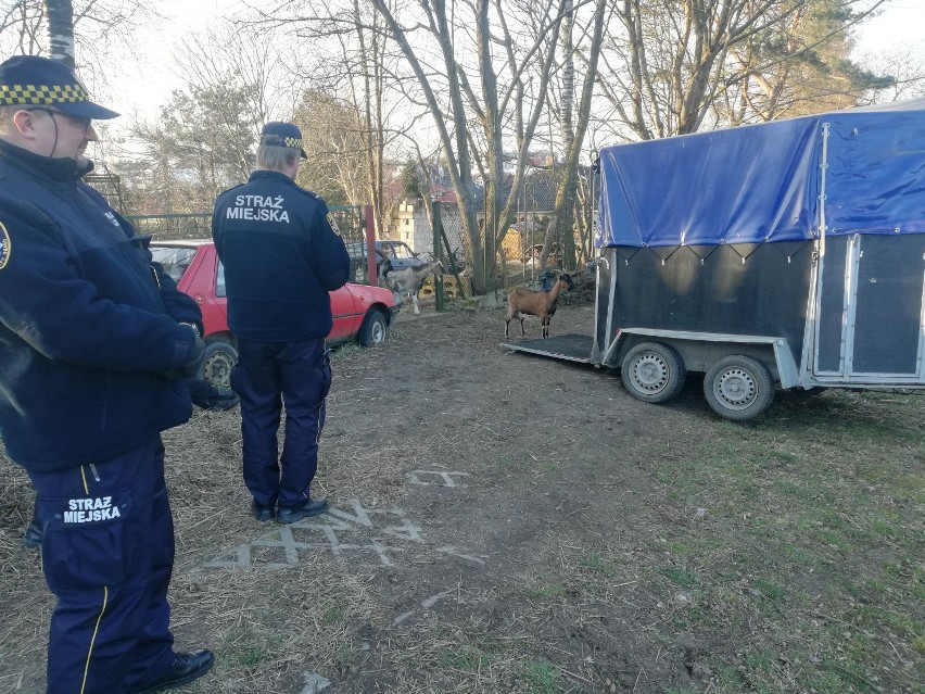 Dziewięć kóz odłowili strażnicy miejscy z działki w Gdyni Wiczlinie. Stało się to na prośbę lekarza weterynarii ZDJĘCIA