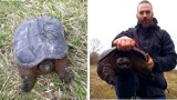 Żółw jaszczurowaty złapany pod Warszawą. Zwierzę jest niebezpieczne dla ludzi. "Może nawet odgryźć rękę w nadgarstku" 