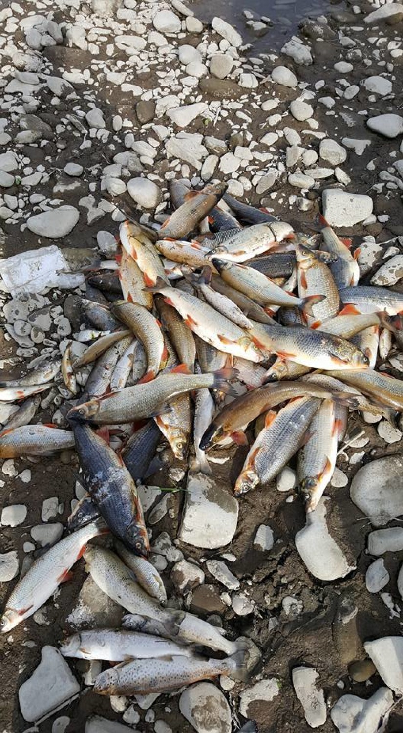 Pożar w Żywcu to także tragedia ekologiczna. Tysiące śniętych ryb w Sole! Wędkarze są zrozpaczeni [ZDJĘCIA+AKTUALIZACJA]