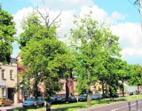 Konserwator zabytków zgodził się na wycięcie usychającej alei lipowej w Sulmierzycach