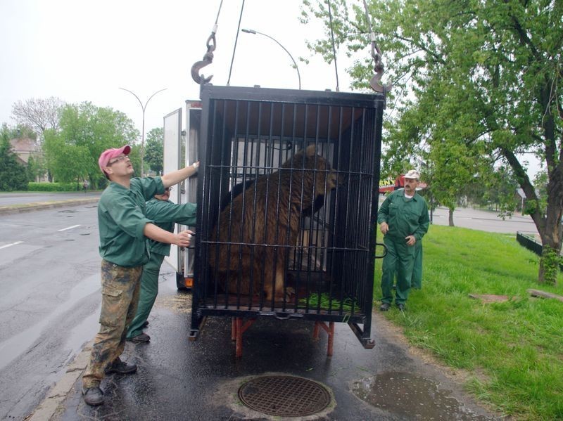 Niedźwiedzie z wrocławskiego zoo wróciły do Zamościa (ZDJĘCIA)