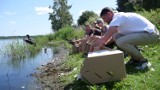 Kaczki podgorzałki z Wrocławia pływają na wolności na Stawach Milickich! To projekt ZOO, Uniwersytetu Przyrodniczego we Wrocławiu i stawów
