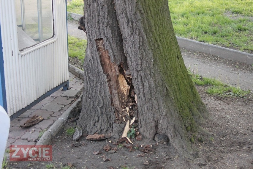 SULMIERZYCE: Strażacy usuwali drzewo. Groziło zawaleniem na przystanek autobusowy [ZDJĘCIA]      